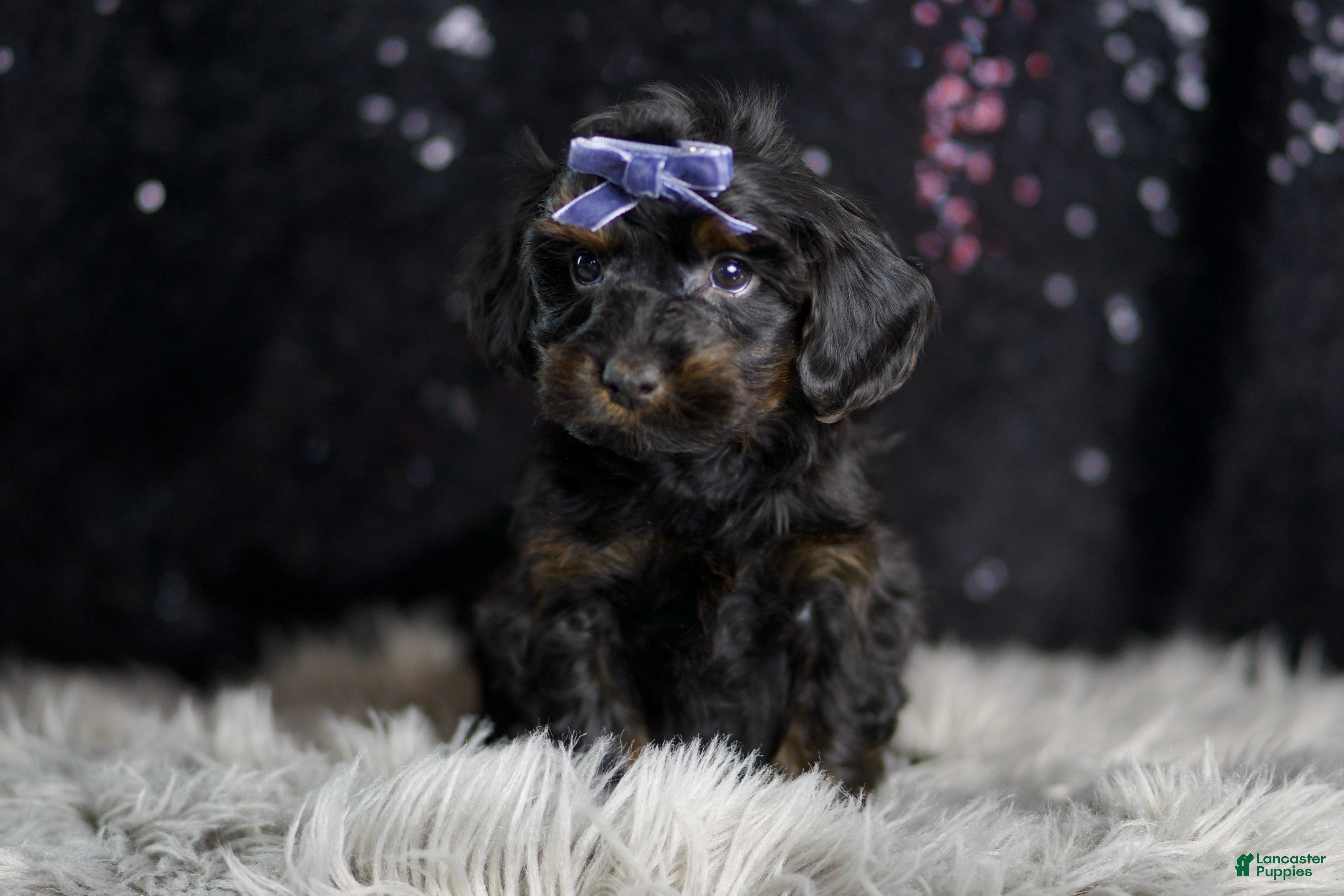 Yorkiepoo dogs Valentino - Ad 38