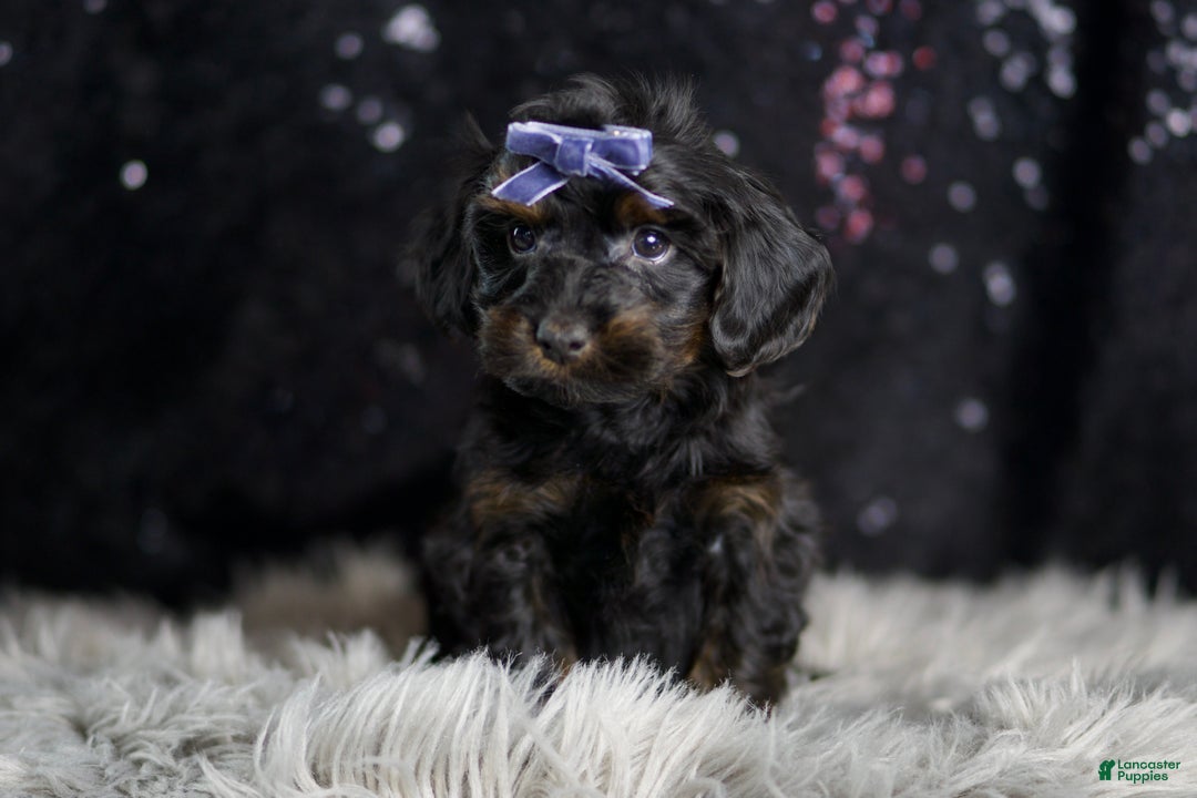Yorkiepoo dogs for sale: Valentino - Ad 1