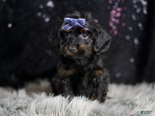 Yorkiepoo dogs Valentino - Ad 28