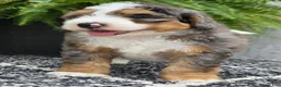 Mini Bernedoodle dogs for sale: Mini Ace - Ad 14