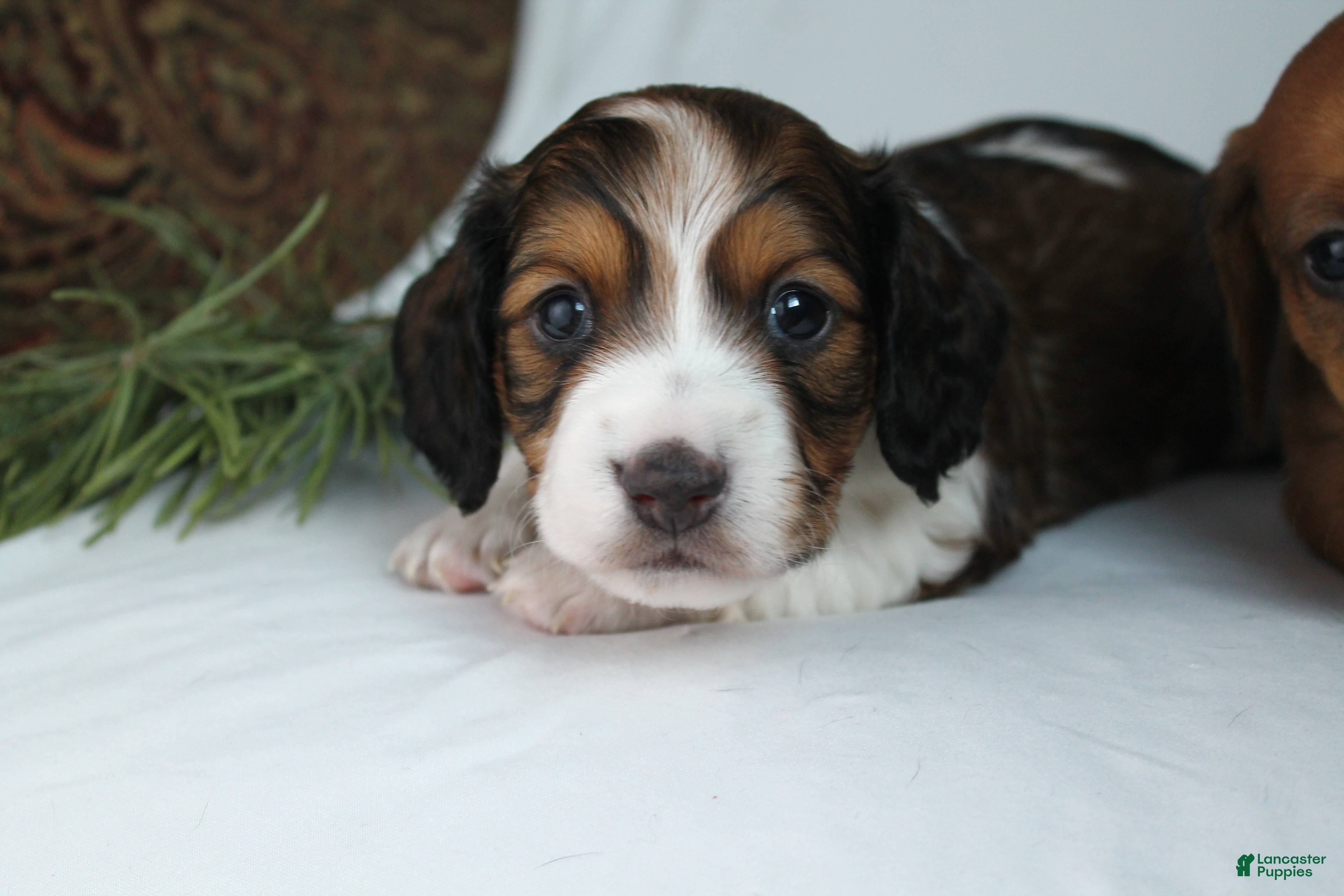 Dachshund dogs Valentine - Ad 28