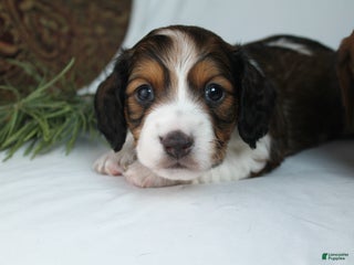 Dachshund dogs Valentine - Ad 39