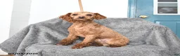 Miniature Poodle dogs for sale: Honey - Ad 5