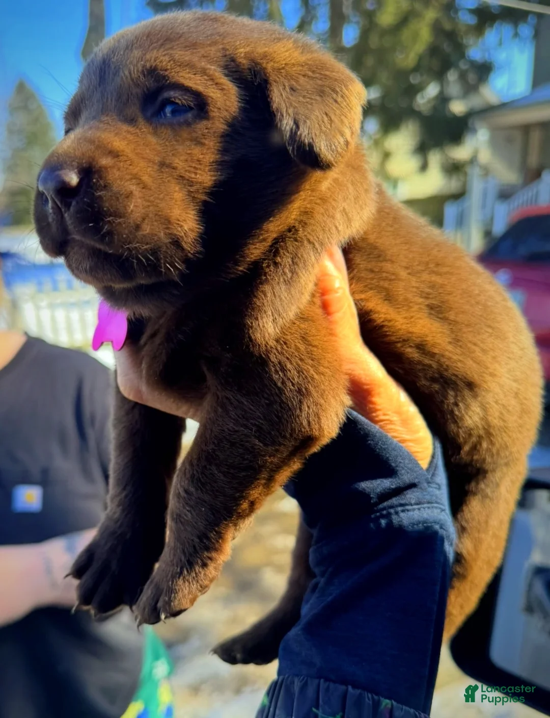 Labrador Retriever dogs for sale: georgann  - Ad 4