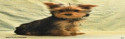 Yorkshire Terrier dogs for sale: Earl - Ad 5
