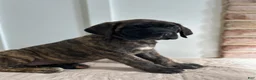 English Mastiff dogs for sale: Dark Horse  - Ad 4