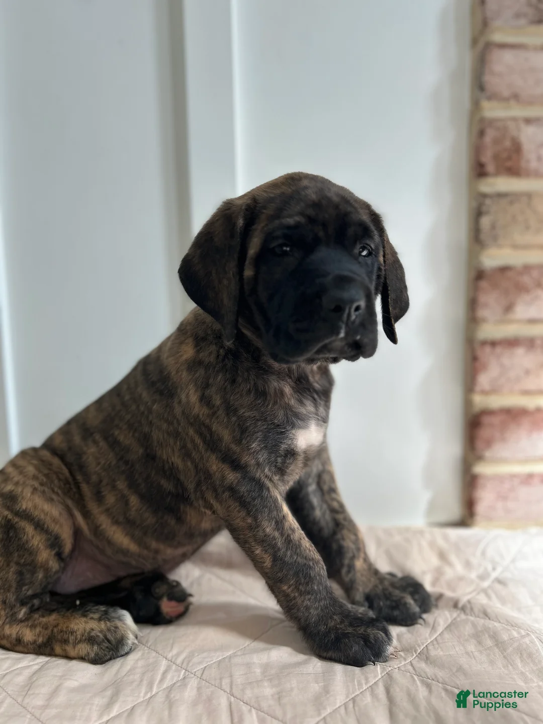 English Mastiff dogs for sale: Dark Horse  - Ad 4