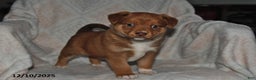 Mixed Breed dogs for sale: Jewel - Ad 2