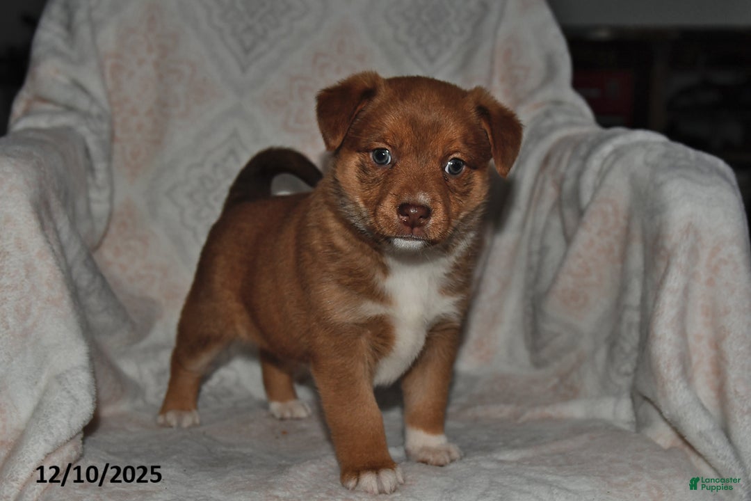 Mixed Breed dogs for sale: Jewel - Ad 2