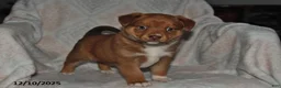 Mixed Breed dogs for sale: Jewel - Ad 2