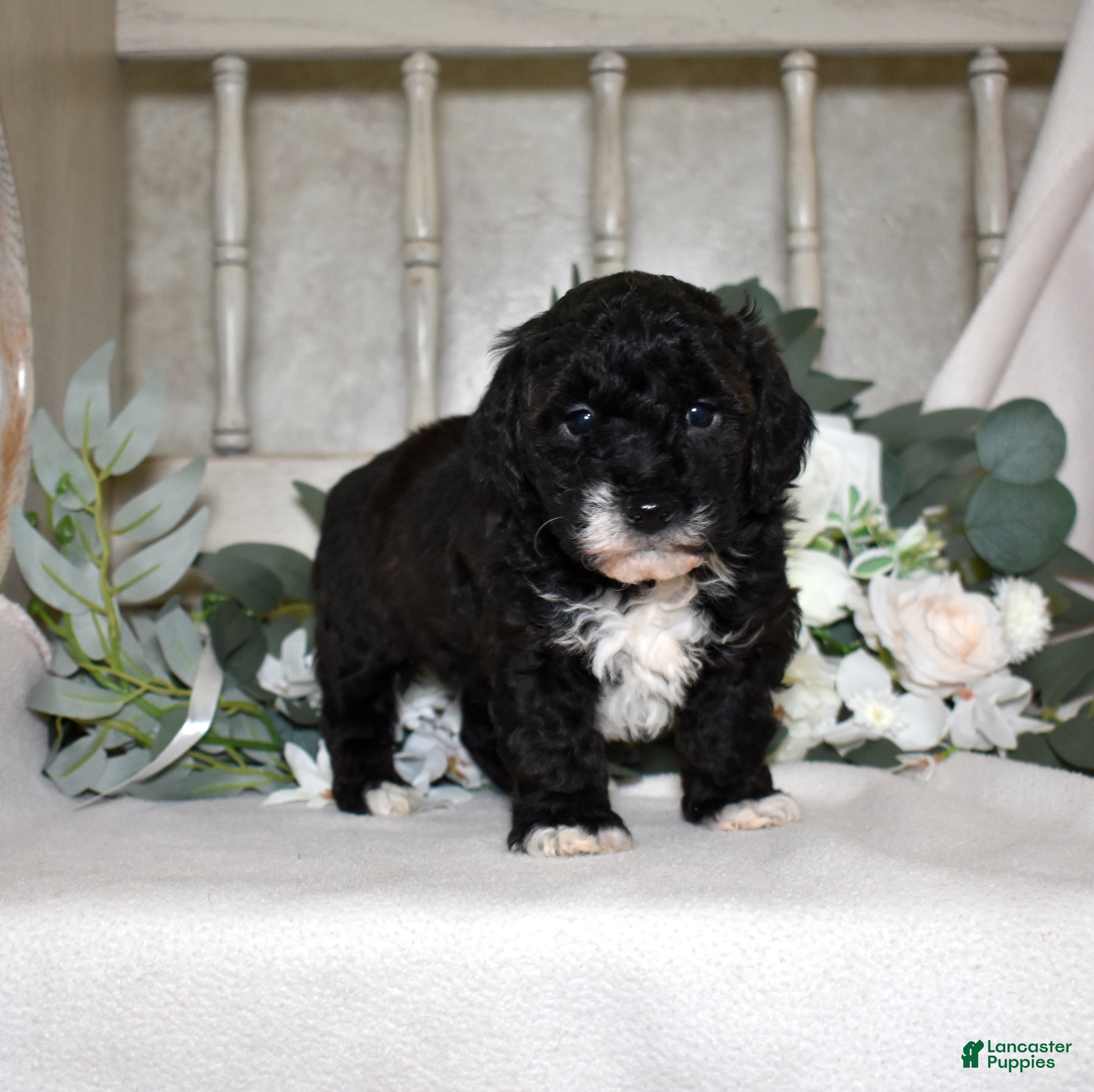 Miniature Poodle dogs Jackson  - Ad 6