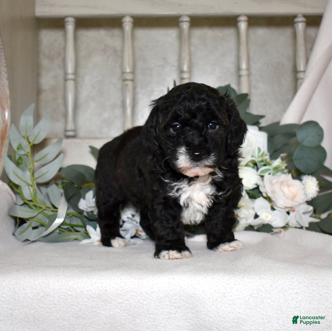 Miniature Poodle dogs for sale: Jackson  - Ad 1