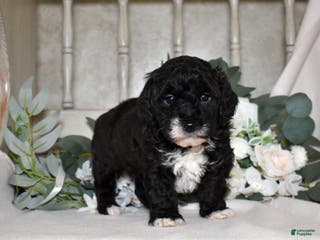Miniature Poodle dogs Jackson - Ad 15