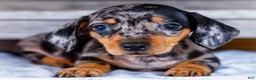 Miniature Dachshund dogs for sale: Casper - Ad 1