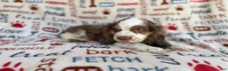 Cocker Spaniel dogs for sale: Tripp - Ad 2