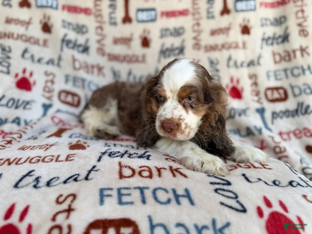 Cocker Spaniel dogs for sale: Tripp - Ad 2