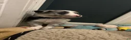 Border Collie dogs for sale: Guy Penrod - Ad 4