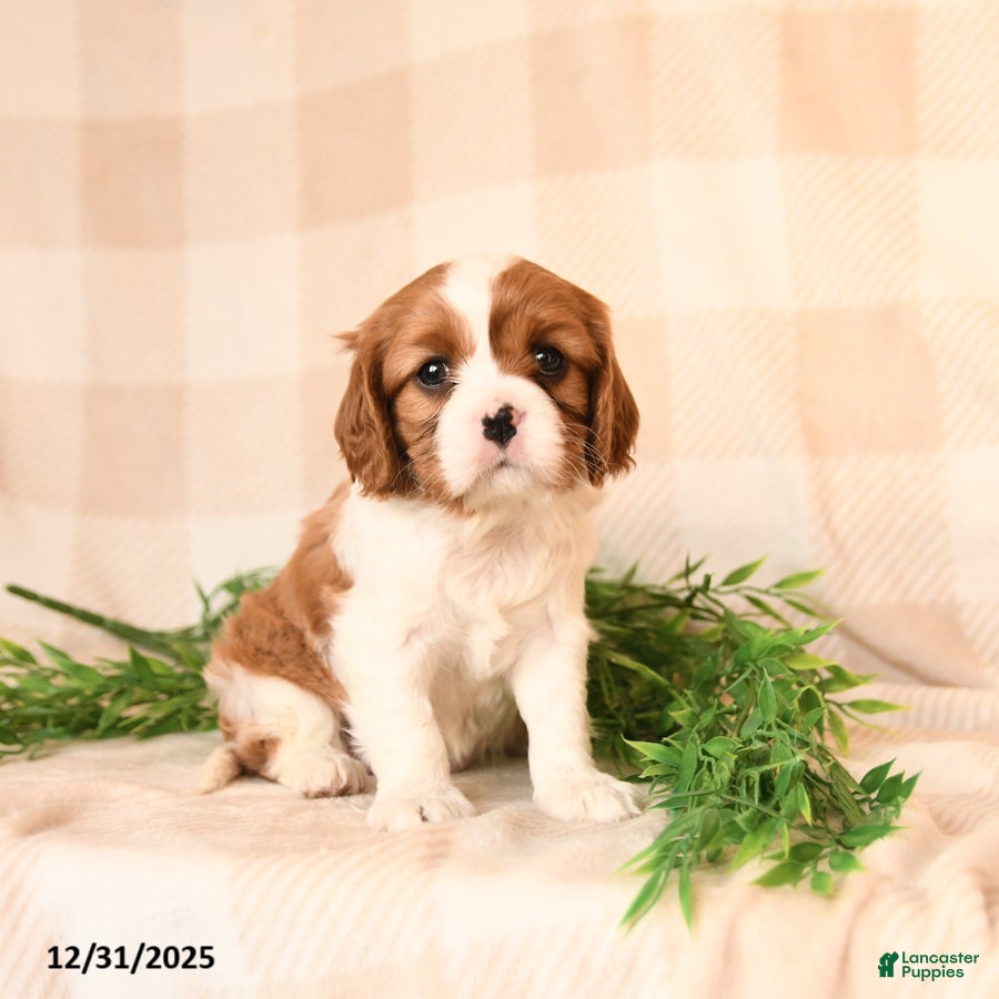 Cavalier King Charles Spaniel dogs Joy - Ad 14