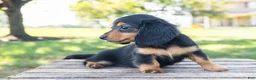 Miniature Dachshund dogs for sale: Diva - Ad 6