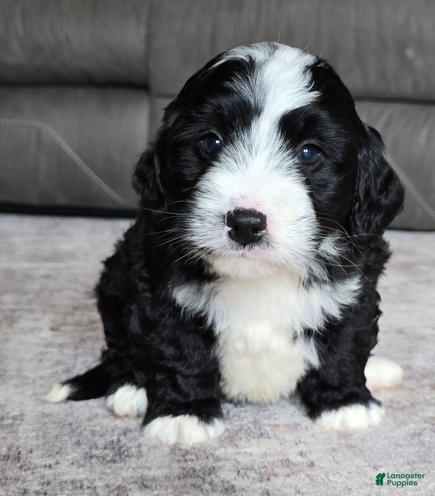 Mini Bernedoodle dogs Mini Boots - Ad 2
