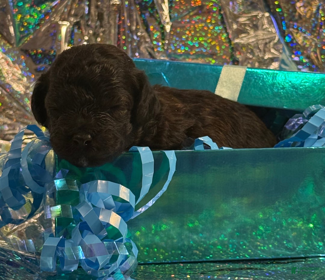 Toy Poodle dogs for sale: John  - Ad 3