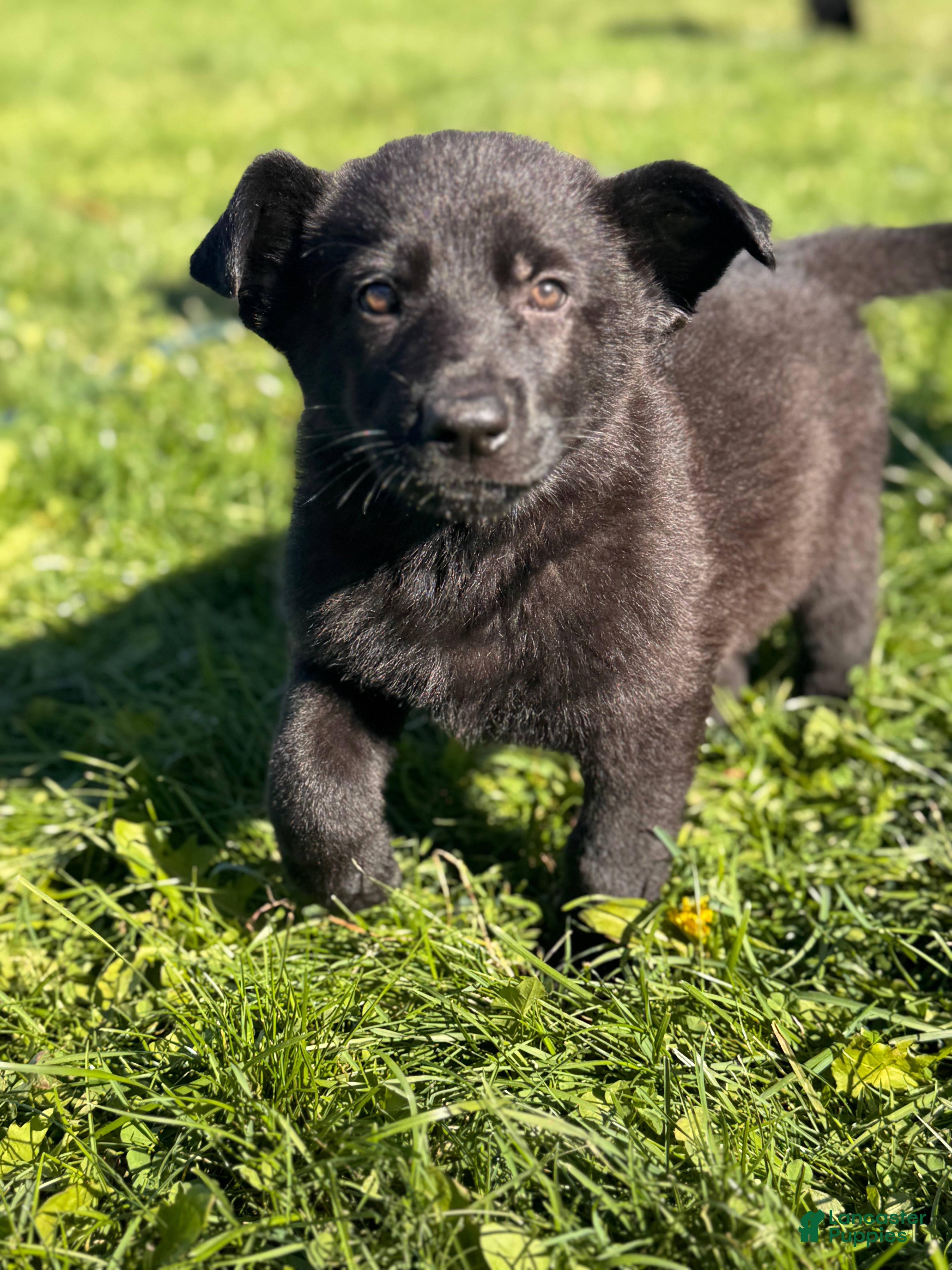 German Shepherd dogs All black female  - Ad 36
