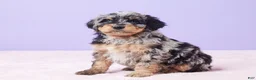 Mini Bernedoodle dogs for sale: Mabel - Ad 3