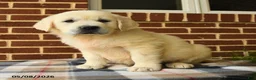 Golden Retriever dogs for sale: Peggy - Ad 3