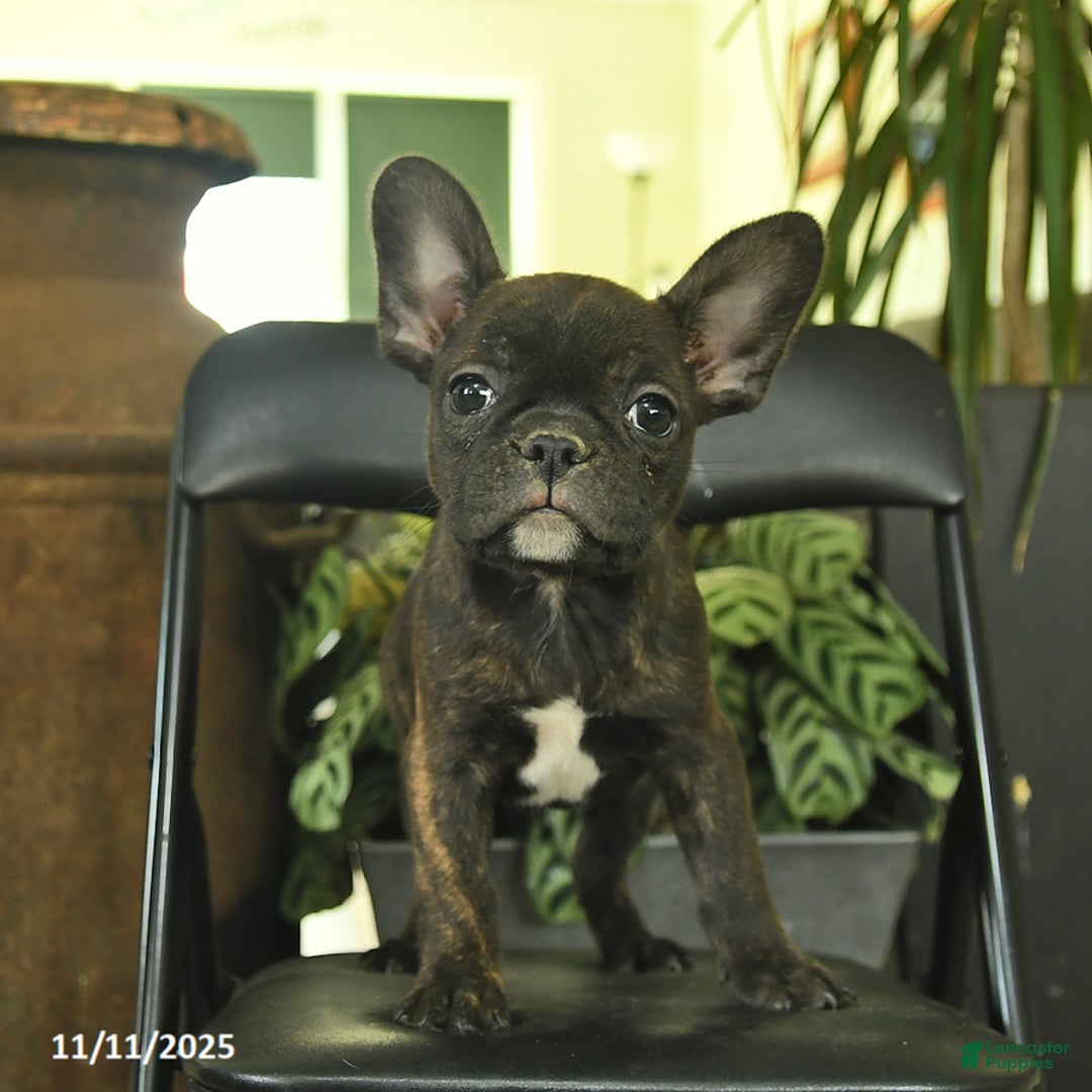 Frenchton dogs for sale: Georgia  - Ad 1