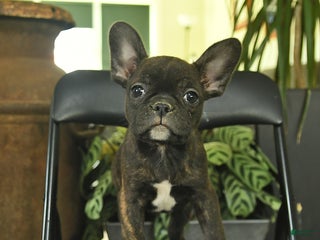 Frenchton dogs Georgia - Ad 3