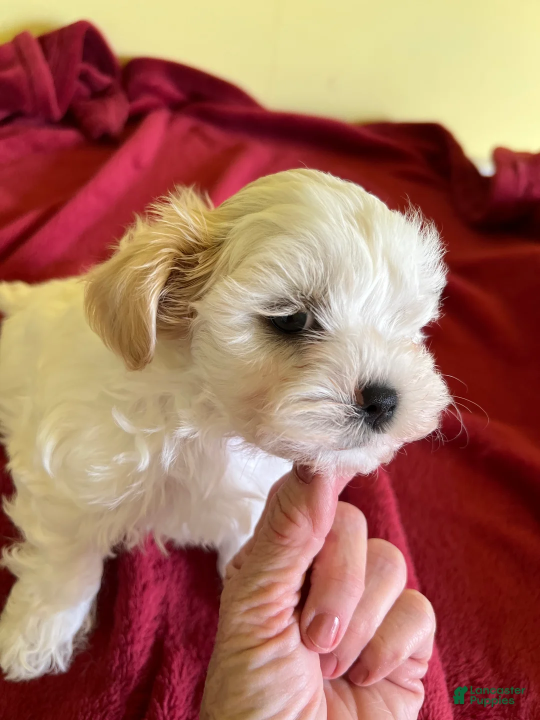 Gallery Image {{count}}