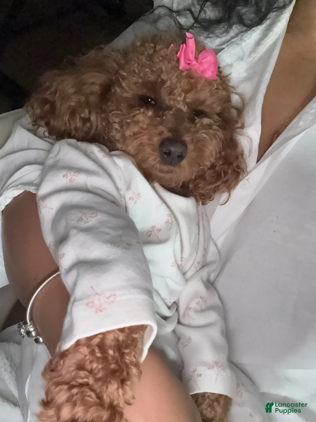 Toy Poodle dogs for sale: Toy Poodle Puppy 4 - Ad 25