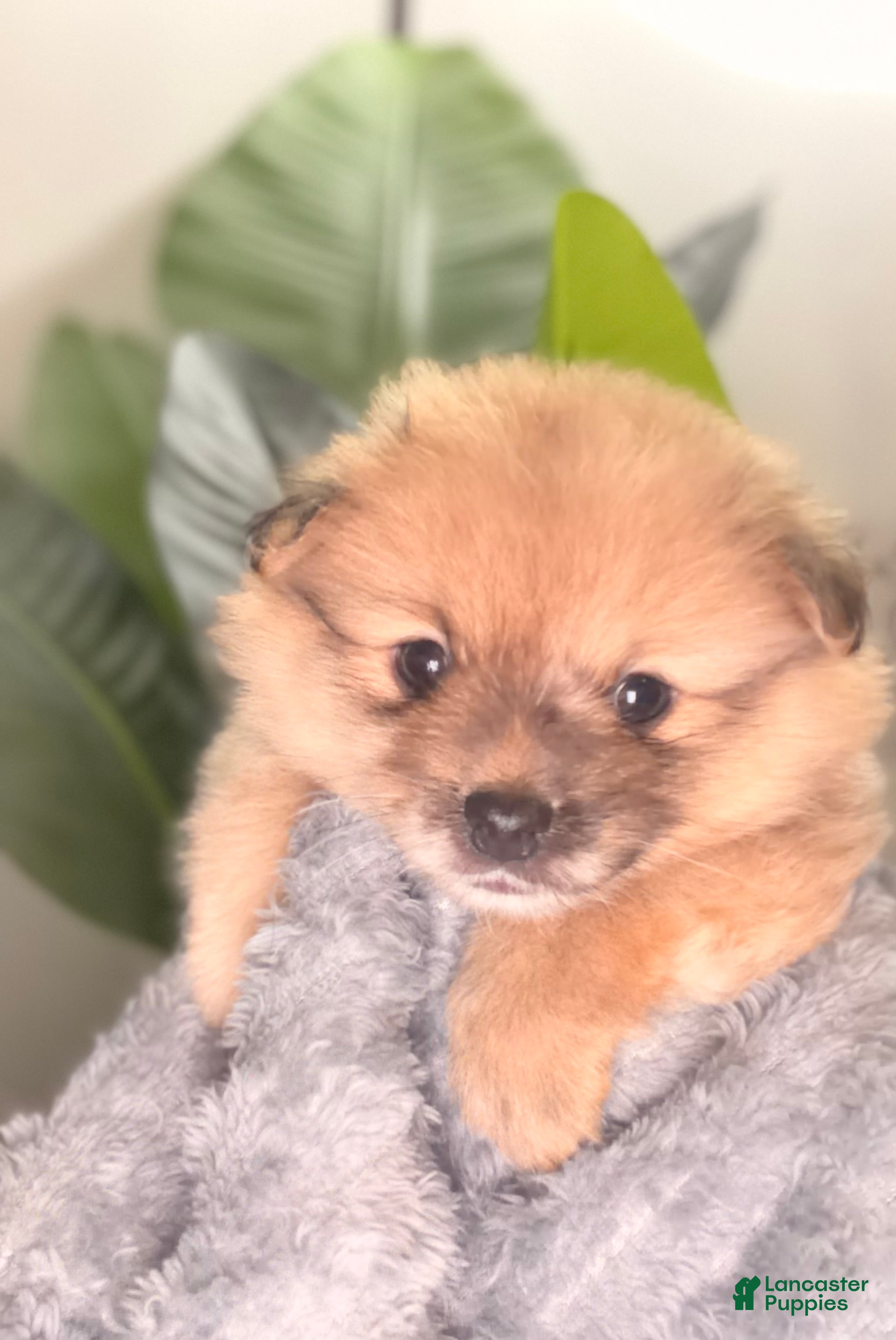 Pomeranian dogs for sale: Tigger - Ad 1