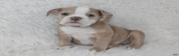 English Bulldog dogs for sale: Kory - Ad 4