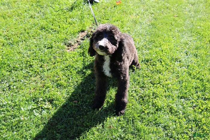 Mini Bernedoodle dogs for sale: Mini Bernedoodle 5 - Ad 1