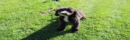 Mini Bernedoodle dogs for sale: Mini Bernedoodle 5 - Ad 1