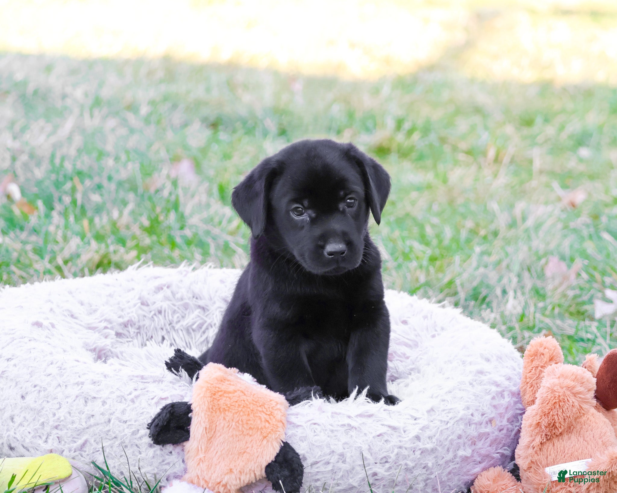 Labrador Retriever dogs Lawrence - Ad 33