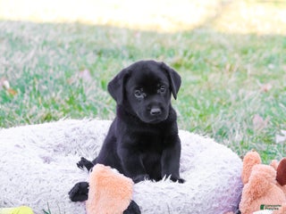 Labrador Retriever dogs Lawrence - Ad 33