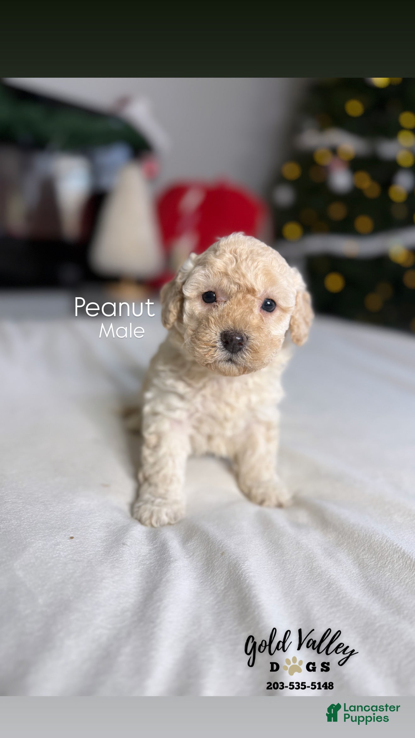 Mixed Breed dogs PEANUT  - Ad 8