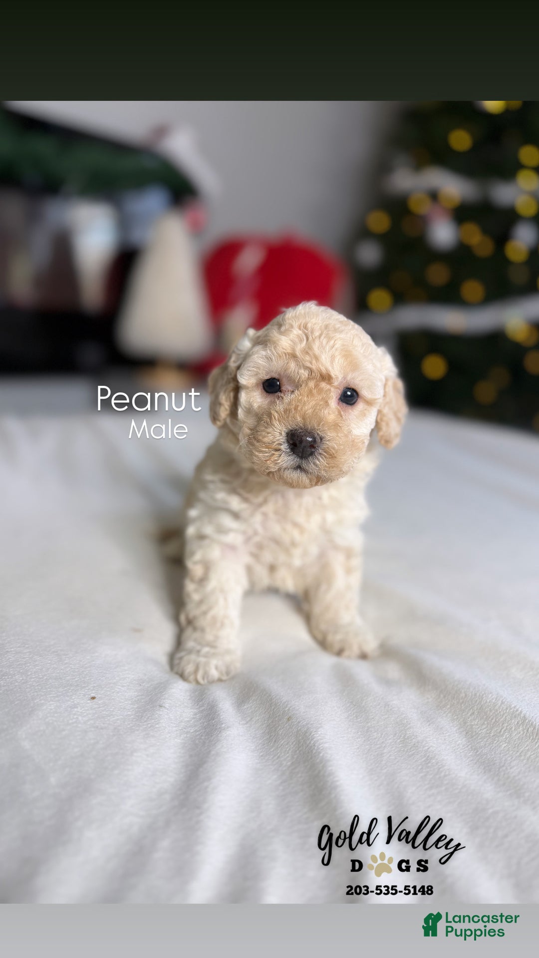 Mixed Breed dogs for sale: PEANUT  - Ad 1
