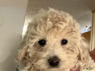 Bichpoo dogs Clover - Ad 6