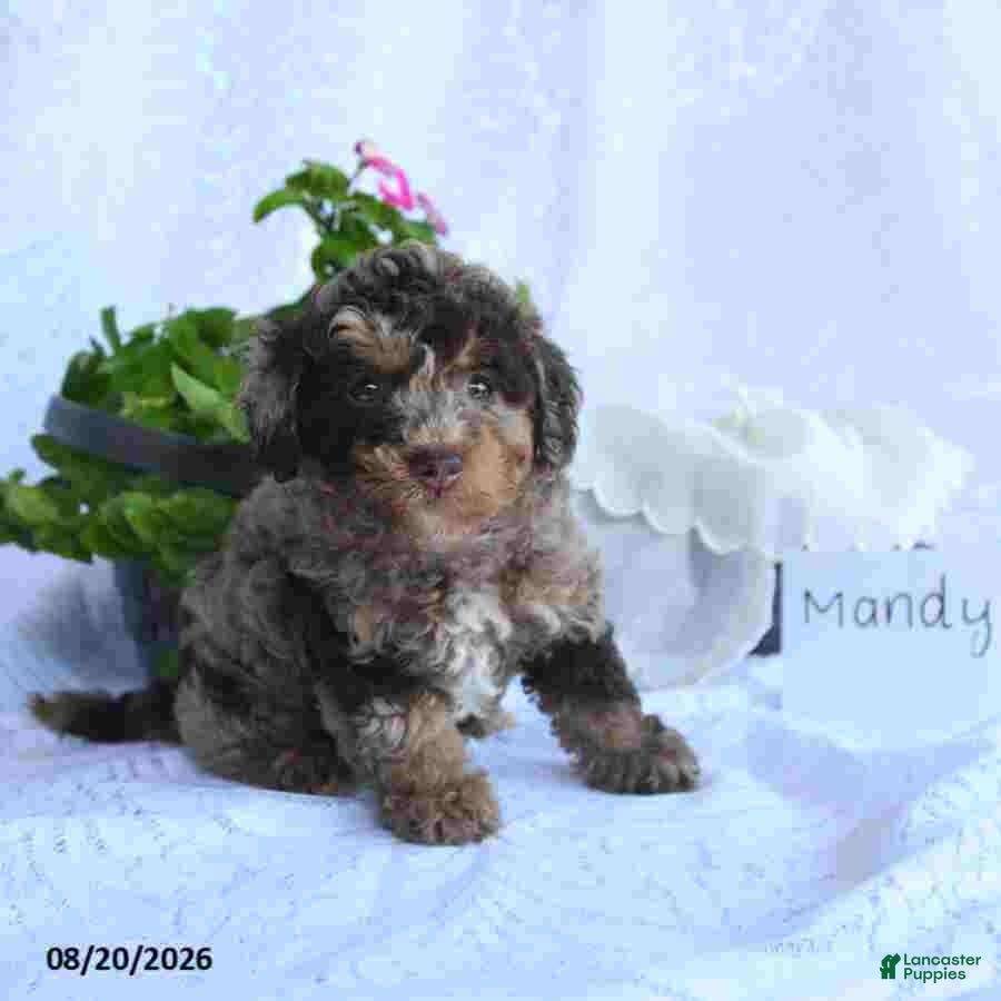 Toy Poodle dogs Mandy - Ad 2