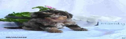 Toy Poodle dogs for sale: Mandy - Ad 2
