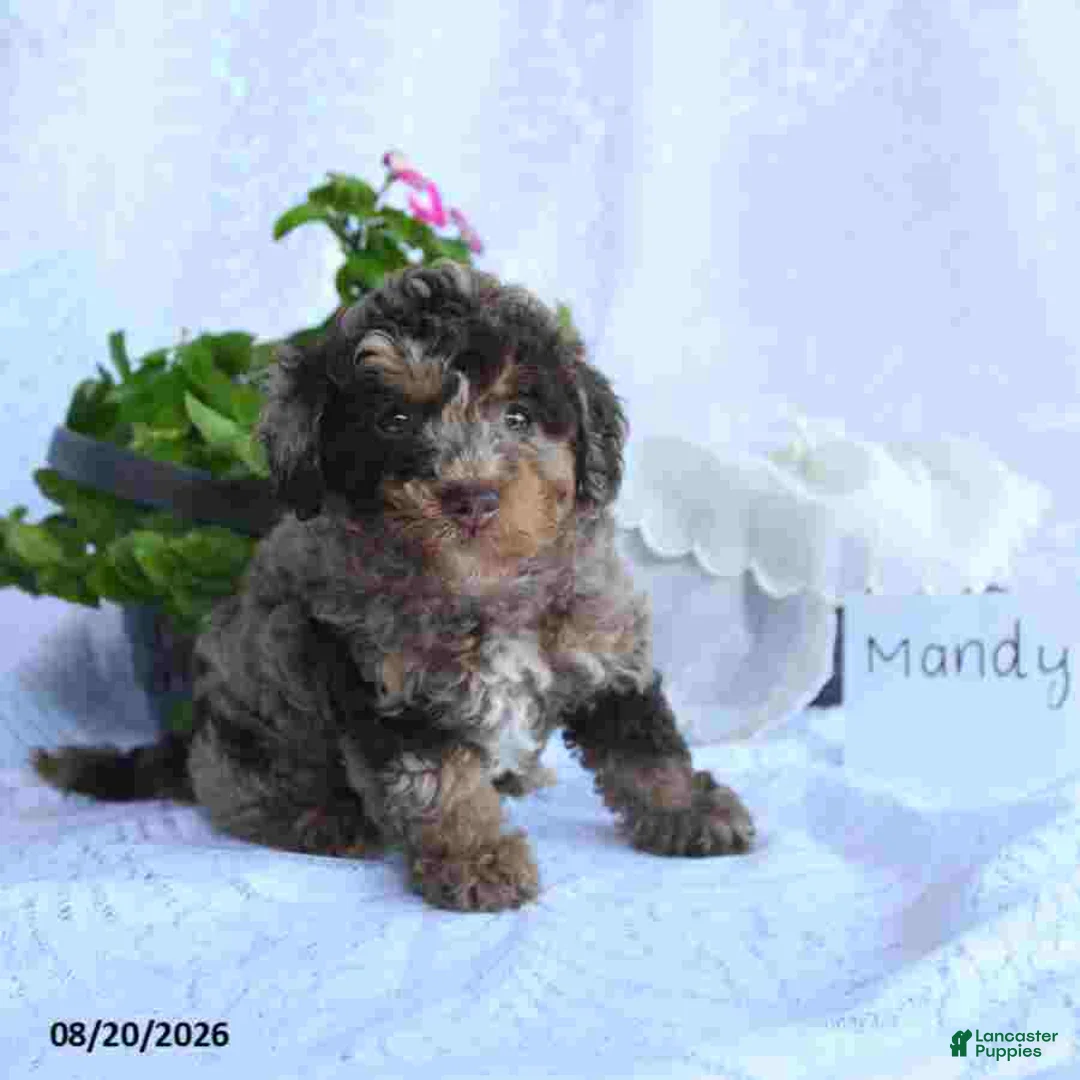 Toy Poodle dogs for sale: Mandy - Ad 2