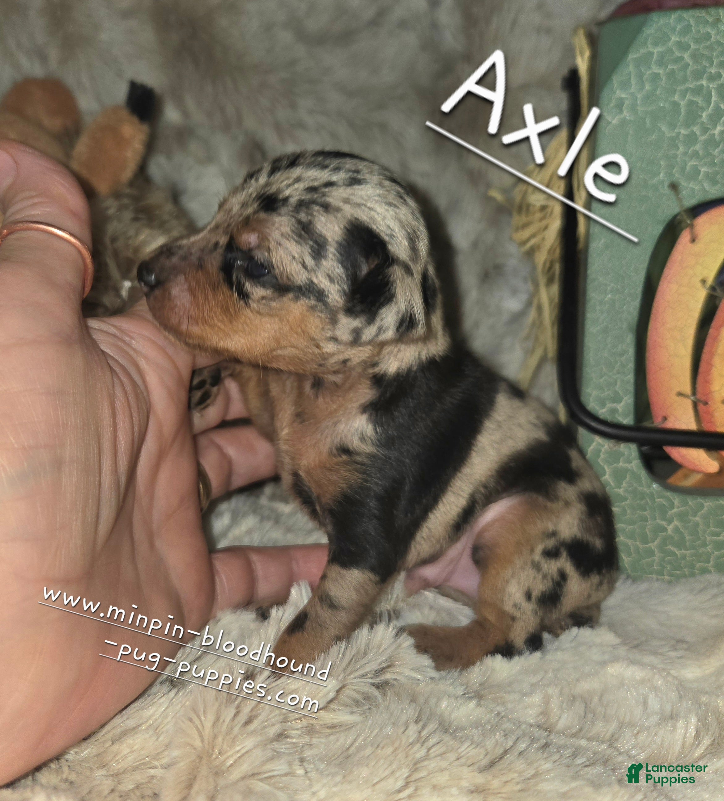 Miniature Pinscher dogs Axel - Ad 3