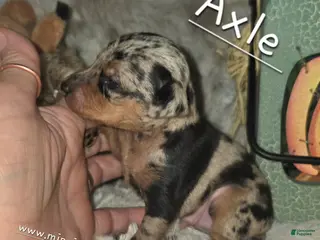 Miniature Pinscher dogs Axel - Ad 3
