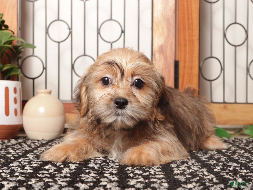 Shorkie dogs Dot Adorable Shorkie  - Ad 1