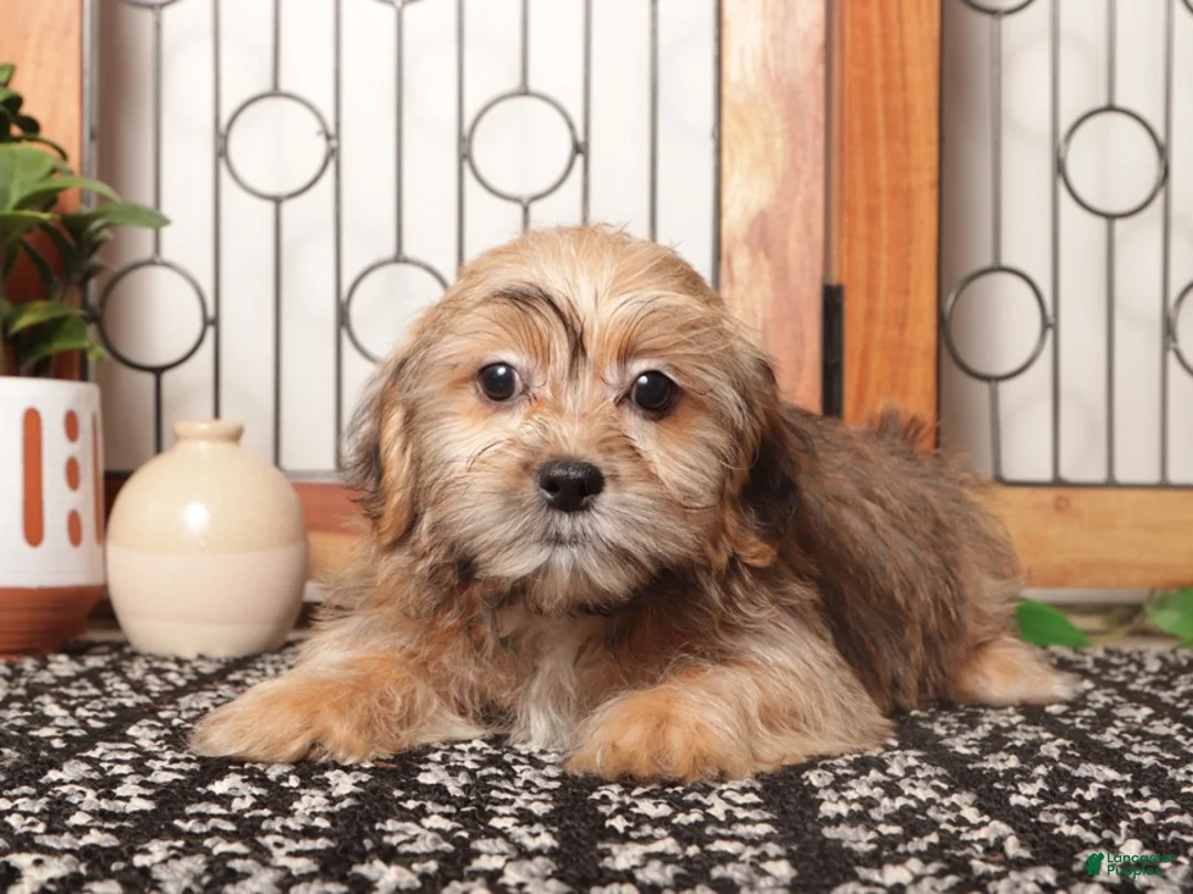 Shorkie dogs for sale: Dot Adorable Shorkie  - Ad 1