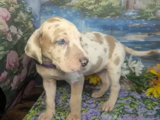 Great Dane dogs for sale: Tiana Blue Fawnequin Female - Ad 2