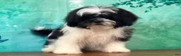 Teddy Bear dogs for sale: Spanky - Ad 3